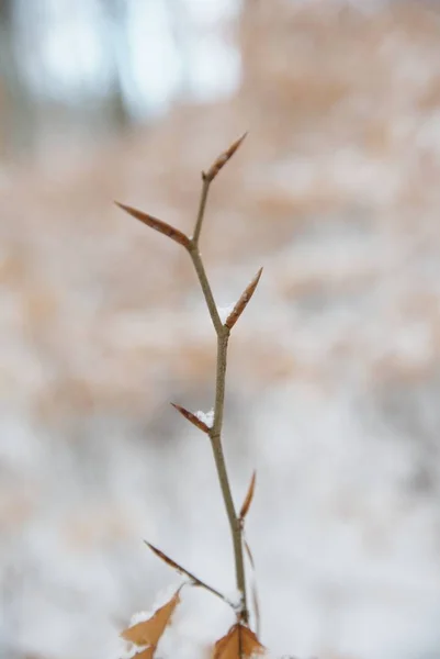 幼山毛榉树在新鲜的雪之下, 冬天季节。冷冻山毛榉叶, — 图库照片