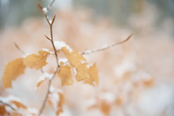 Υποκατάστημα χειμώνας δέντρο οξιάς. Κοντινό πλάνο φύλλα οξιάς με hoarfost στο δάσος του χειμώνα. — Φωτογραφία Αρχείου