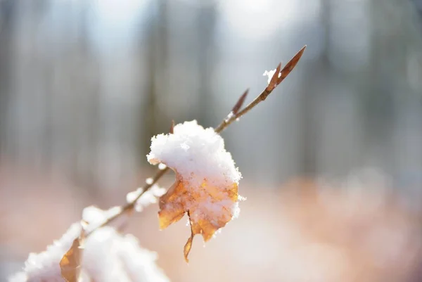 在森林里的年轻山毛榉树的霜雪覆盖的叶子, — 图库照片