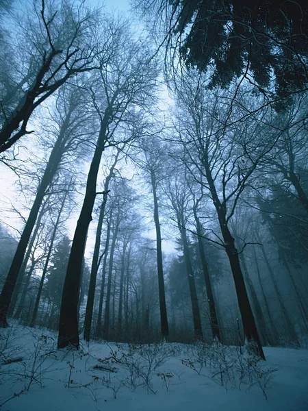Bosque oscuro de invierno en la colina. Árbol en la cima de la montaña — Foto de Stock