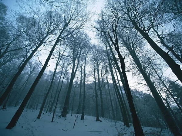 Temprano mañana fría y brumosa en hoarfrost haya en el bosque de invierno nevado. En la cima de la montaña , — Foto de Stock