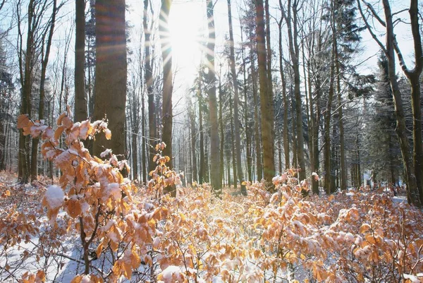 Hêtre branche d'hiver. Gros plan des feuilles de hêtre avec le hoarfost dans la forêt d'hiver . — Photo