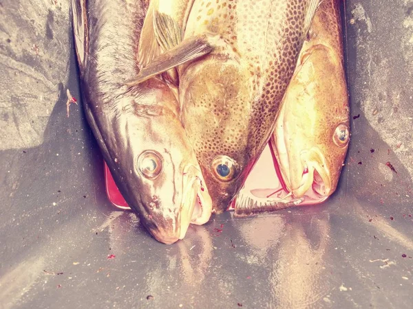 Freshly caught cod fish in black plastic crate with other catches. — Stock Photo, Image