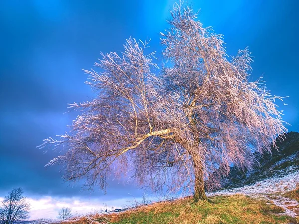 Les branches d'arbres glacés se balancent dans le vent glacial la nuit. Éclat de glace sur les brindilles, sur les branches , — Photo