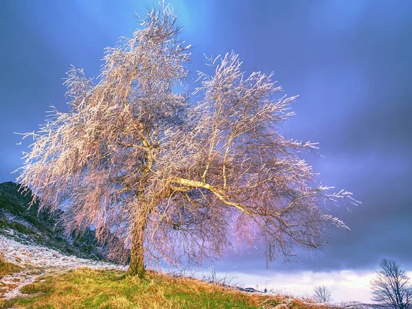 Éclat de glace sur les rameaux, sur les branches, la glace recouvrait l'écorce de l'arbre . — Photo