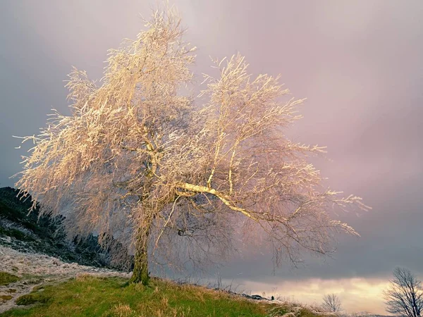 I rami degli alberi ghiacciati ondeggiano nel vento gelido di notte. Shinning ghiaccio su ramoscelli, sui rami , — Foto Stock