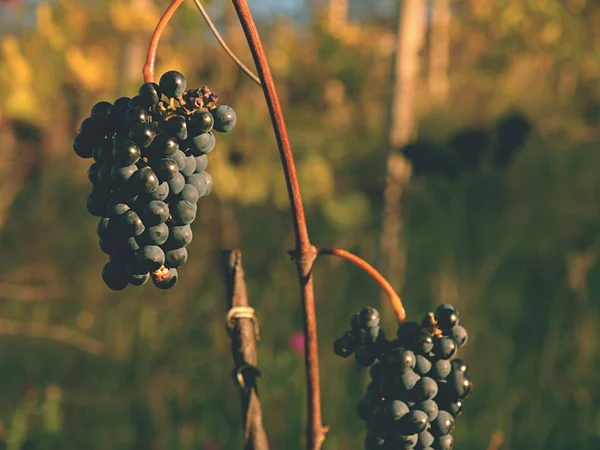 The vine grapes in vintage autumn before harvest, ripening on ice wine — Stock Photo, Image