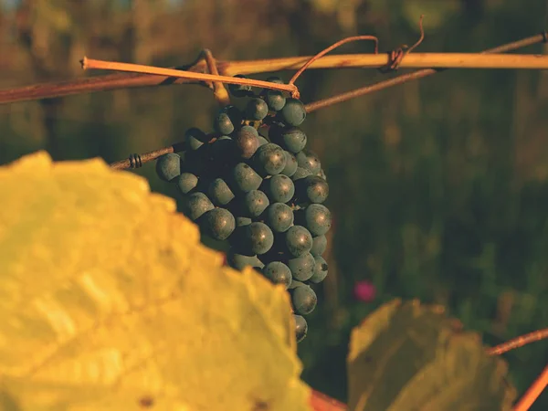 Vindruvor vintage hösten innan skörd, mognadsprocessen på ice wine — Stockfoto