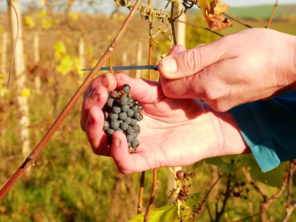 Rolnik sprawdź jakość mrożonych winogron winorośli w winnicy w jesieni. Winogron winorośli jesienią vintage — Zdjęcie stockowe