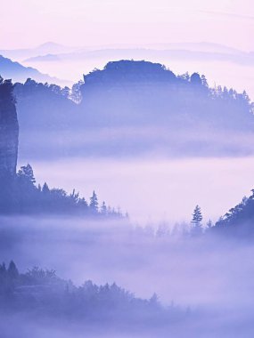 Puslu vadiye görüntüleyin. Yüksek ağaçları ve kayalık doruklarına kalın sis arttı. İlk güneş ışınları