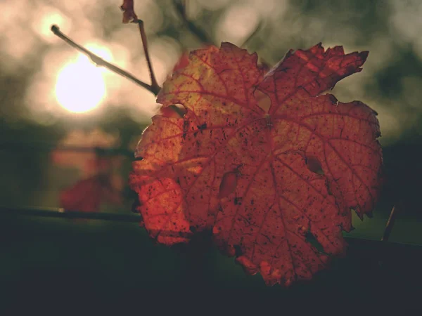 Θέα από το παρακάτω στο carst αμπελώνα με φθινοπωρινά χρώματα στο ηλιοβασίλεμα. Κόκκινο πορτοκαλί φύλλα στα σύρματα — Φωτογραφία Αρχείου