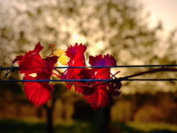 Jesienny winnicy. Żółto-pomarańczowy czerwony pozostawia na grapevine roślin w vinery, ostatni promieniami słońca — Zdjęcie stockowe