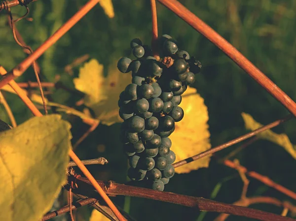 The vine grapes in vintage autumn before harvest, ripening on ice wine — Stock Photo, Image