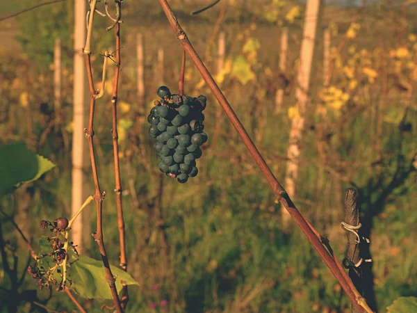 Las uvas de vid en otoño de vendimia antes de la cosecha, madurando en vino helado — Foto de Stock