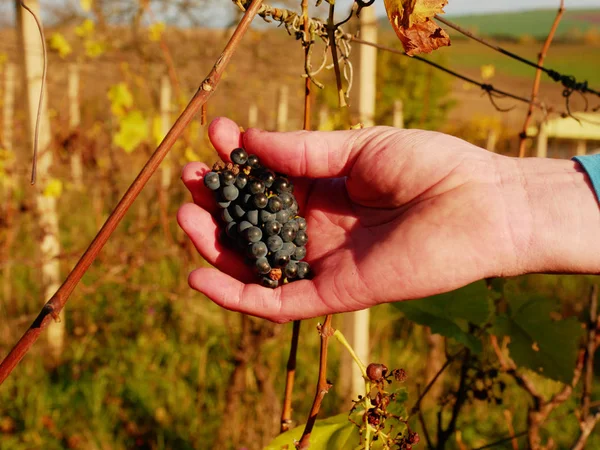 Vinodlare kontroll vindruvor efter den första frosten i vingården. Höstsäsongen av vinstockar — Stockfoto