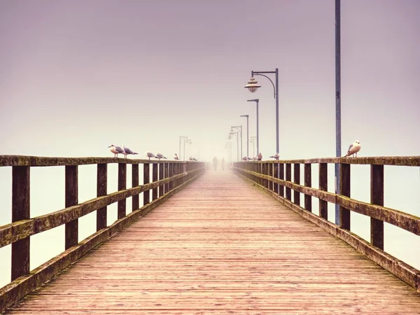 Goehren eski ahşap beach Bridge'de kimse ile. Sonbahar sisli hava — Stok fotoğraf