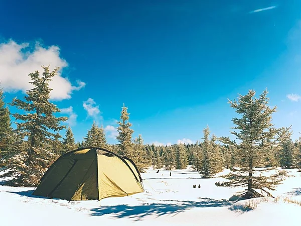 在冬季徒步旅行在山上露营。云杉下的绿色旅游帐篷 — 图库照片