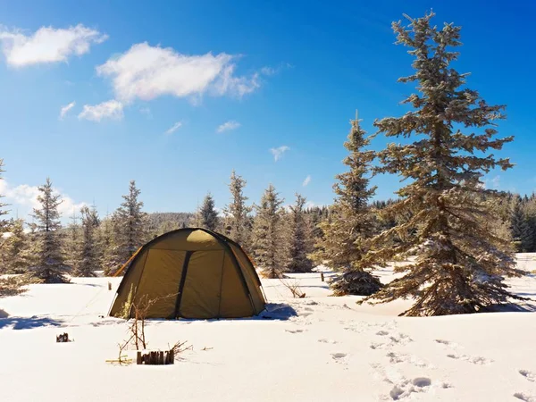 Camping during winter hiking in mountains. Green touristic tent under spruces — Stock Photo, Image