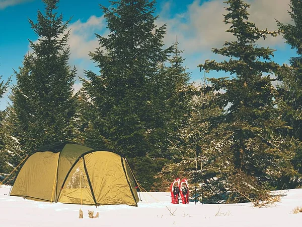 Camping durante el invierno de senderismo en las montañas. Tienda turística verde debajo de los abetos — Foto de Stock
