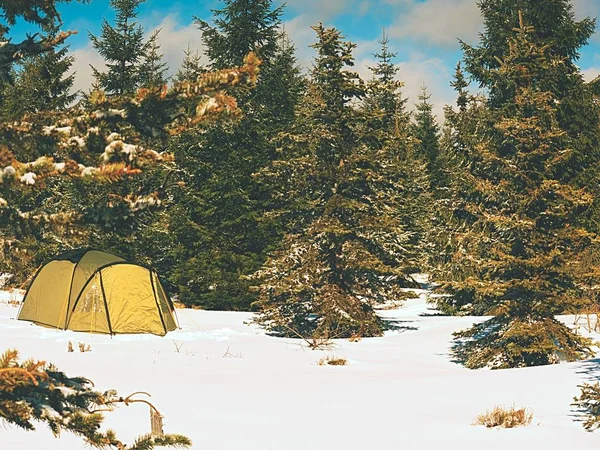 Tienda en el paisaje de invierno. Tienda de trekking, postes, raquetas de nieve rojas en la nieve entre árboles — Foto de Stock