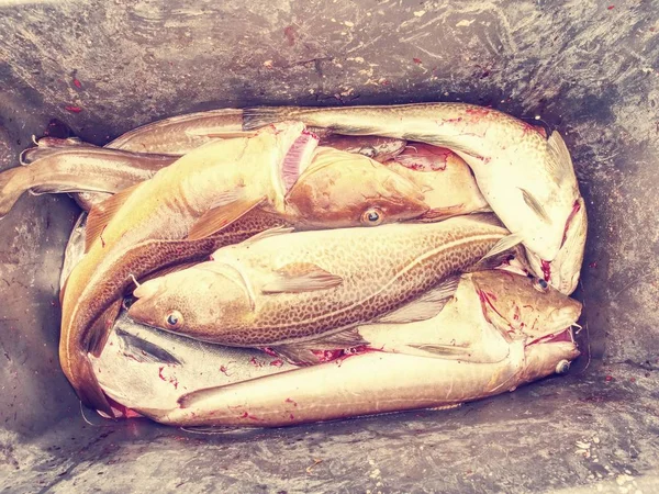 鱼贩表与新鲜的鱼。鳞片和血液 — 图库照片