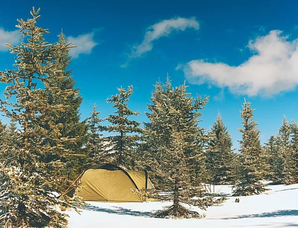 Kış Manzara Çadırda Trekking Çadır Polonyalılar Karda Dağlarda Ağaçlar Arasında — Stok fotoğraf