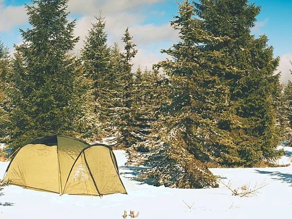 Winter camping on snow in the forest. Green tent hidden between trees.