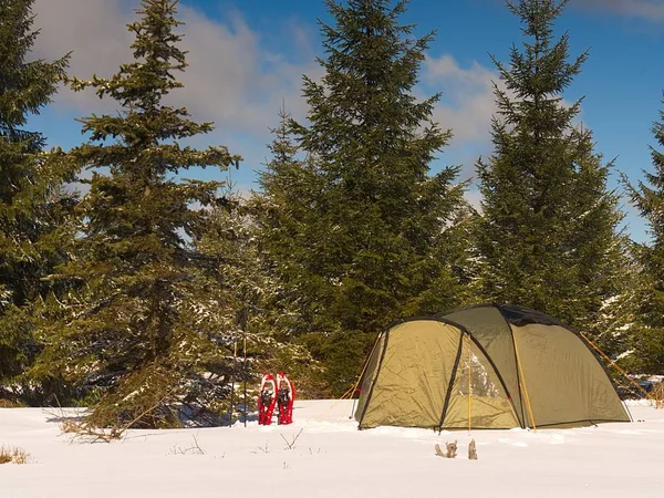 Wintercamping auf Schnee im Wald. Grünes Zelt zwischen Bäumen versteckt. — Stockfoto