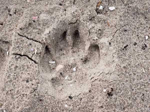Las huellas de un perro grande en la playa de arena. Mañana a pie —  Fotos de Stock