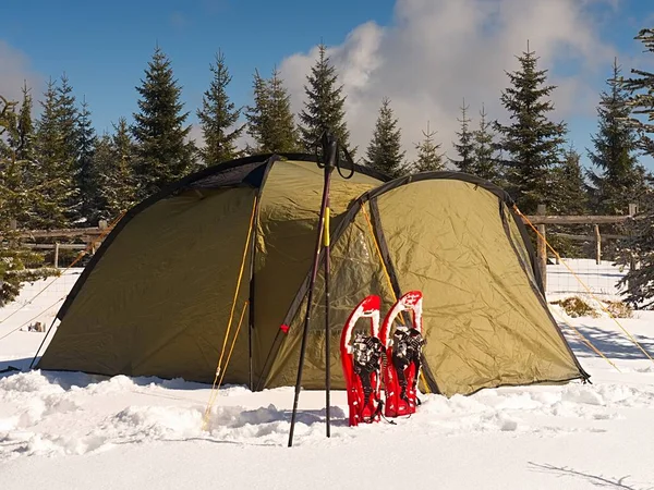 Camping during winter hiking in mountains. Green touristic tent under spruces