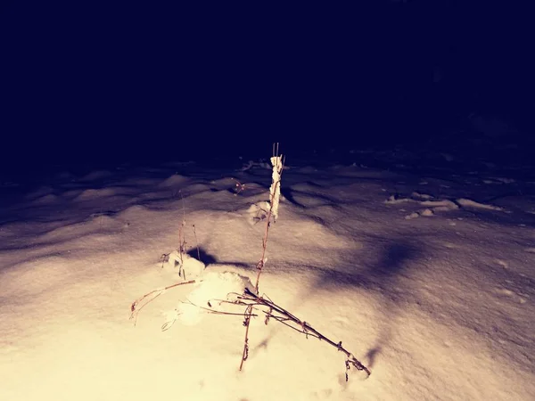 冬天的黑夜和植物在草地上的新鲜的雪。夜行 — 图库照片