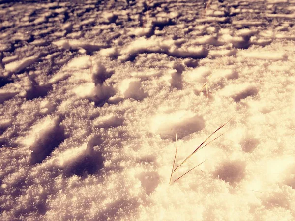 Los tallos largos de hierba sobresalen de la nieve fresca en polvo. Caminar dentro de la noche de luna llena —  Fotos de Stock