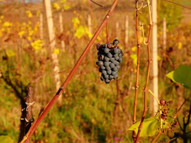 Mor ortak üzüm asma close-up. Ayrıntılı bir görünümünü bir bağ içinde donmuş bir üzüm üzüm