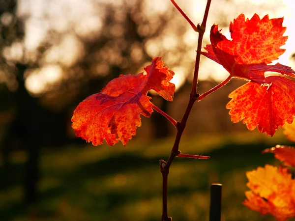Autumnal vineyard. Yellow orange red leaves on grapevine plants in vinery, last warm sun rays — Stock Photo, Image