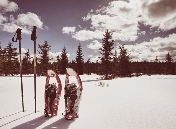 Vinterutrustning för trek: snöskor och vandringsstavar. — Stockfoto