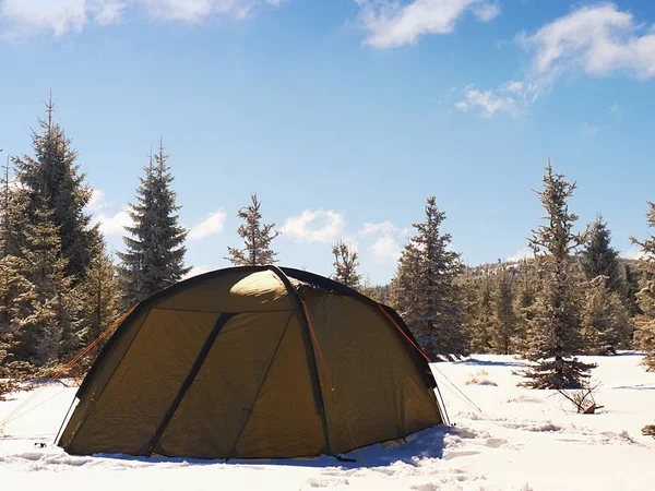 Olive tent in on snow. Trekking tent between trees in winter mountains.