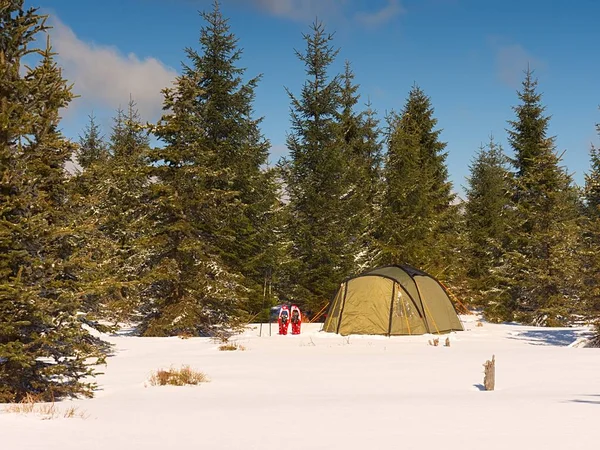 Kemping, Túrázás a hegyekben a téli időszakban. Zöld turisztikai sátor alatt lucfenyő — Stock Fotó
