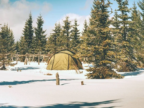 Campamento de invierno en la nieve en el bosque. Tienda verde escondida entre árboles . — Foto de Stock