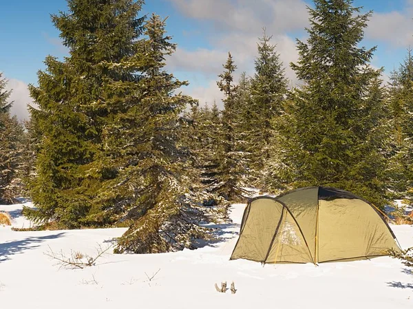 Tienda de aceitunas en la nieve. Tienda de trekking entre árboles en las montañas de invierno . — Foto de Stock