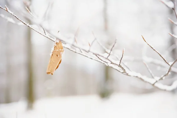 冬季山毛榉 treeon 树枝的秋叶 — 图库照片
