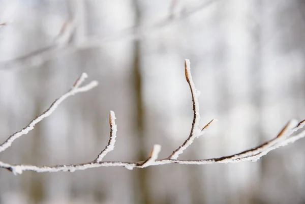 山毛榉树的稀疏枝干 冬季长有梨叶和雪 — 图库照片