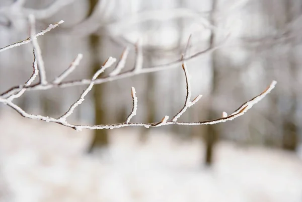 山毛榉树的稀疏枝干 冬季长有梨叶和雪 — 图库照片