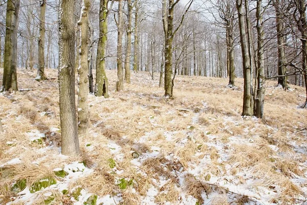 Cold and misty morning, snow and hoarfrost grass on the mountain.