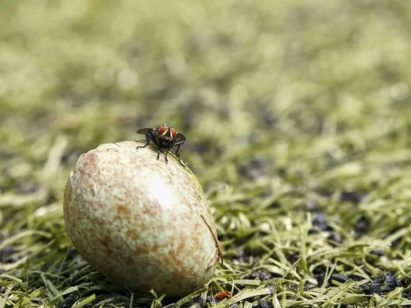 Black house fly found cracked empty bird  shell.  The bird eggshell in the grass. — Stock Photo, Image