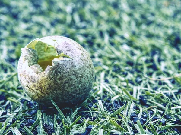 Προβολή λεπτομερειών σε σπασμένα άγριο αυγό στο γρασίδι. Μικρό καφέ μπλε πράσινο κοχύλι — Φωτογραφία Αρχείου