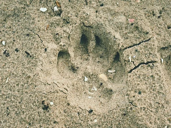 Huella de perro en la arena dorada de la playa —  Fotos de Stock