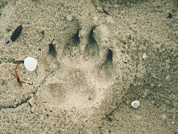 Las huellas de un perro grande en la playa de arena. Mañana a pie —  Fotos de Stock