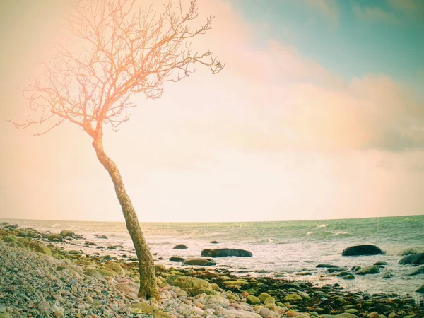 Eenzame boom op lege steenachtige kustlijn. Kofferbak met gebroken takken — Stockfoto