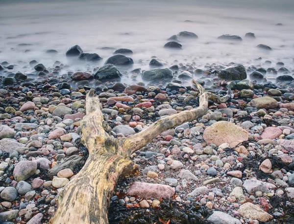 Kust van de zee na een storm. Blauwe lucht boven zee. Eenzame omgevallen boom — Stockfoto