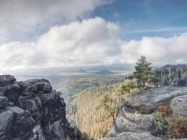 Keskin kumtaşı yığınları boyunca kuru ağaçları olan sisli vadi.